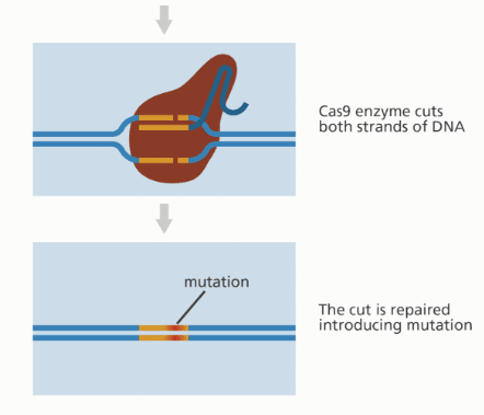 Gene Editing (CRISPR-CAS9)